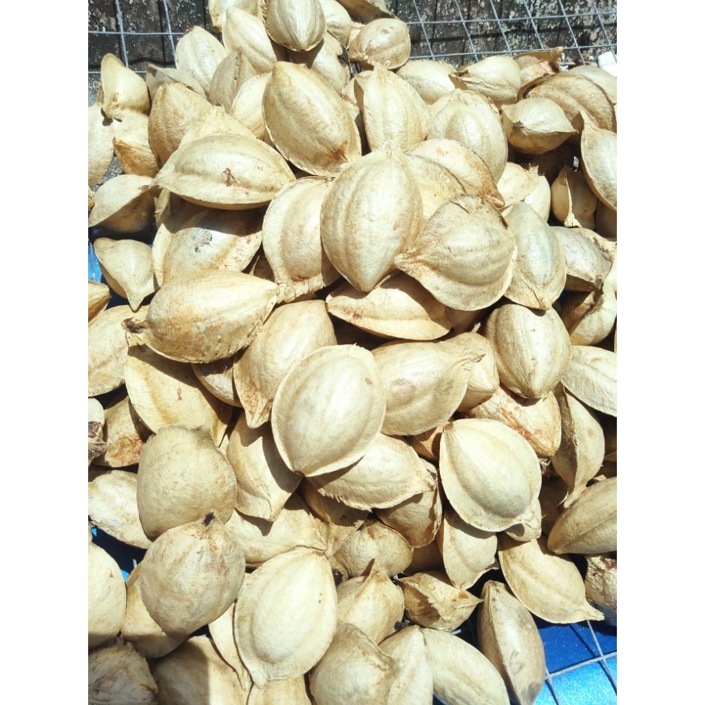 ลูกหูกวางแห้ง100ลูก90บาท
