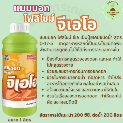 แมมมอทโฟลีไซม์ จีเอ เทพวัฒนา 0-17-5 ช่วยสะสมอาหาร ช่วยสร้างตาดอก