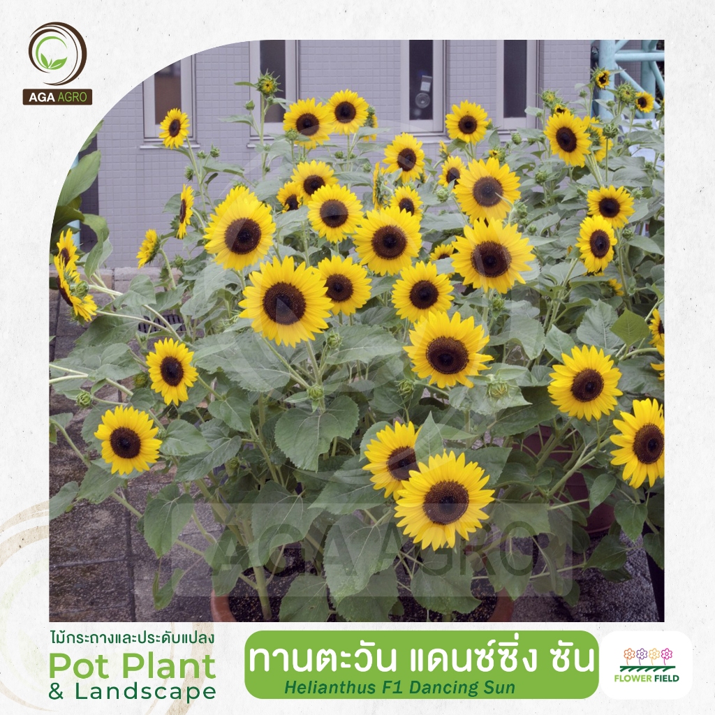 AGA AGRO I "ทานตะวัน แดนซ์ซิ่ง ซัน" สายพันธุ์ลูกผสม-นิมยมปลูกเป็นทุ่งดอกไม้-100เมล็ด-HLS Dancing Sun
