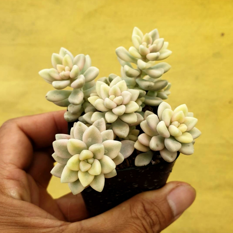 ต้นไม้อวบน้ำ กุหลาบหิน แกร๊ปโตพีทาลัม เมนโดเซ ด่างขาว Graptopetalum Mendozae Variegata #สีชมพู ราคา ถูกที่สุด ดีลบีเคเค แกลเลอรีภาพที่ 7