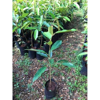 🌲ต้นทุเรียน​พันธุ์,หนาม​ดํา,โอวฉี่,Blackthorn​ สายพันธุ์​แท้​🌱พันธุ์​ยอดนิยมของมาเลเซีย👍​ ตลาดต้องการสูงราคาดีตลอดจ้า📣