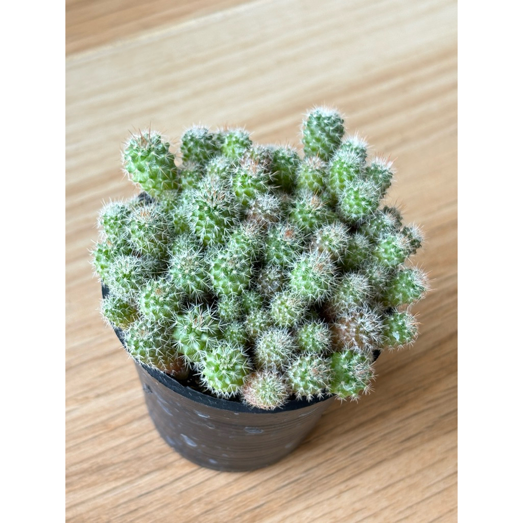 แมมแม่เฒ่า แคคตัส แบบพอต คุ้มๆในกระถาง 2.5” ส่งทั้งกระถางเลยค่ะ 🪴 - รูปที่ 4