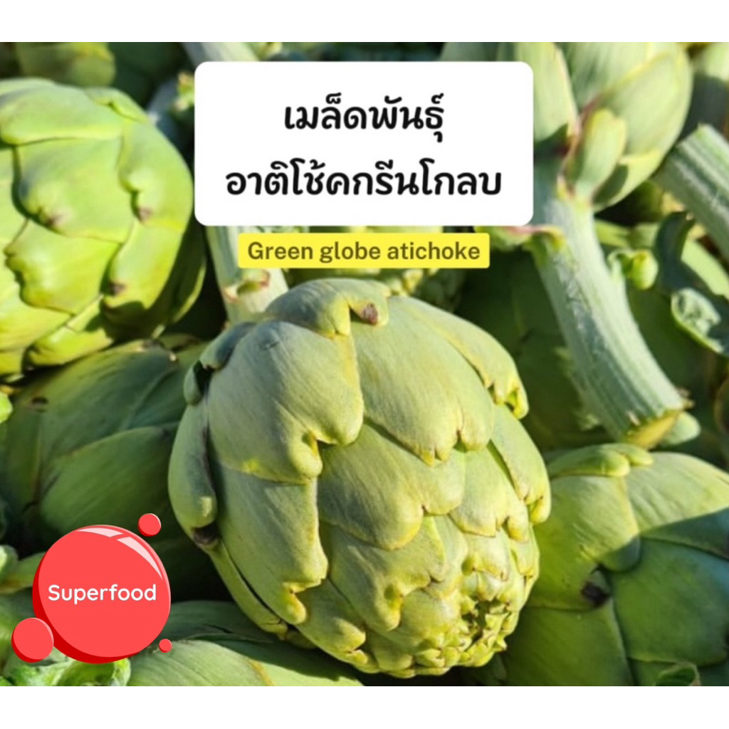 เมล็ดพันธุ์ อาติโช้คกรีนโกลบ (Green Globe Artichoke Seed)เมล็ดคุณภาพอัตราการงอกสูง บรรจุ15เมล็ด