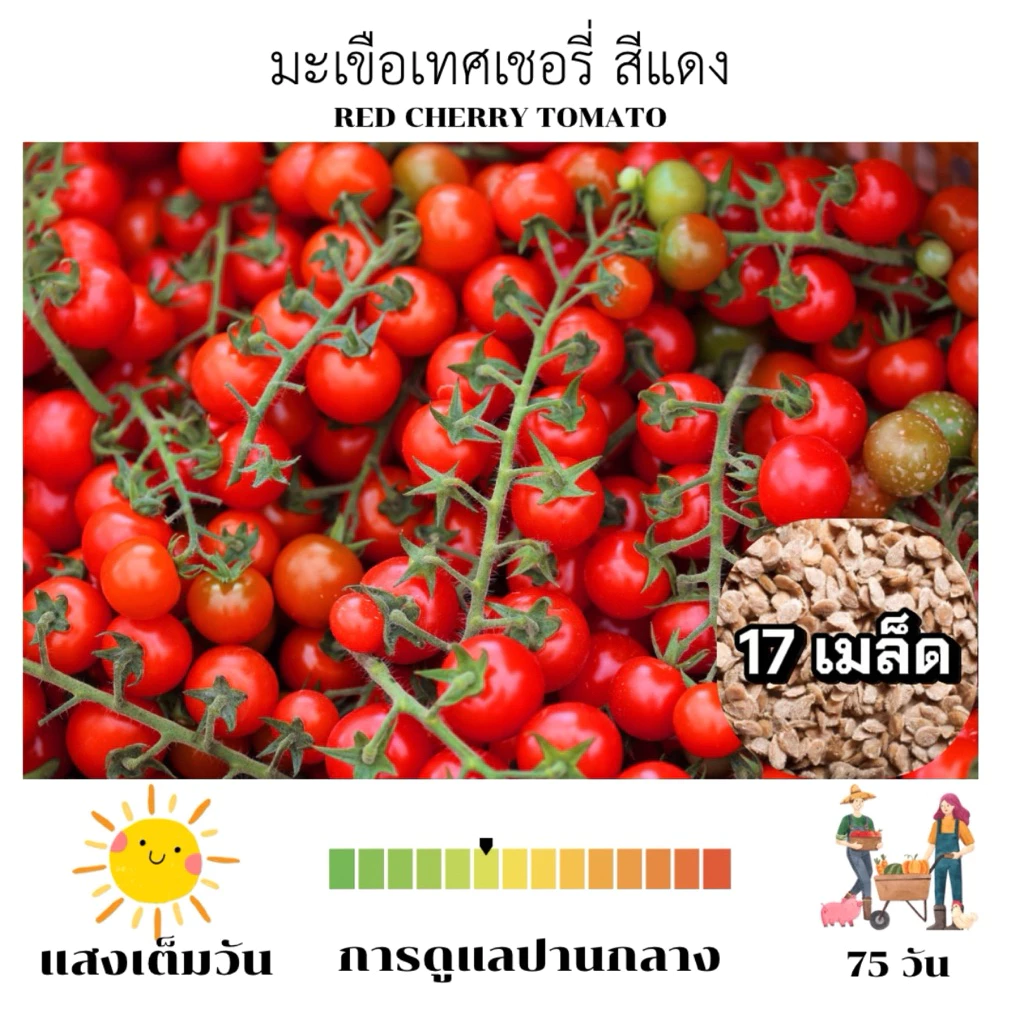 เมล็ดพันธุ์มะเขือเทศเชอรี่สีแดง สายพันธุ์คุณภาพสูง เมล็ดนำเข้า ให้ผลดก เนื้อแน่น บรรจุ17เมล็ด
