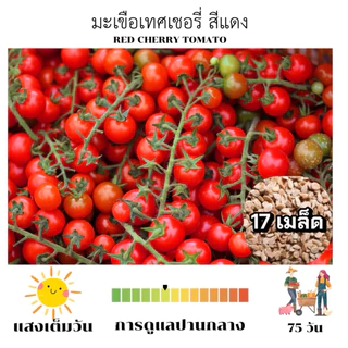 เมล็ดพันธุ์มะเขือเทศเชอรี่สีแดง สายพันธุ์คุณภาพสูง เมล็ดนำเข้า ให้ผลดก เนื้อแน่น บรรจุ17เมล็ด