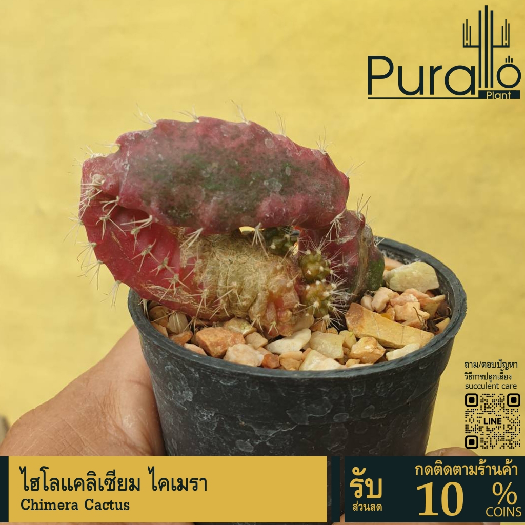 ต้นกระบองเพชร ไฮโลแคลิเซียม ไคเมรา Chimera Cactus #Chimera #เมล็ดพันธุ์พืช #cactus