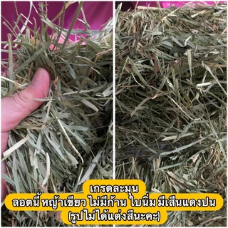 หญ้าทิมโมธีแบบปึก เส้นนิ่มใหญ่ ใบเยอะ ดอกเยอะ สำหรับกระต่าย