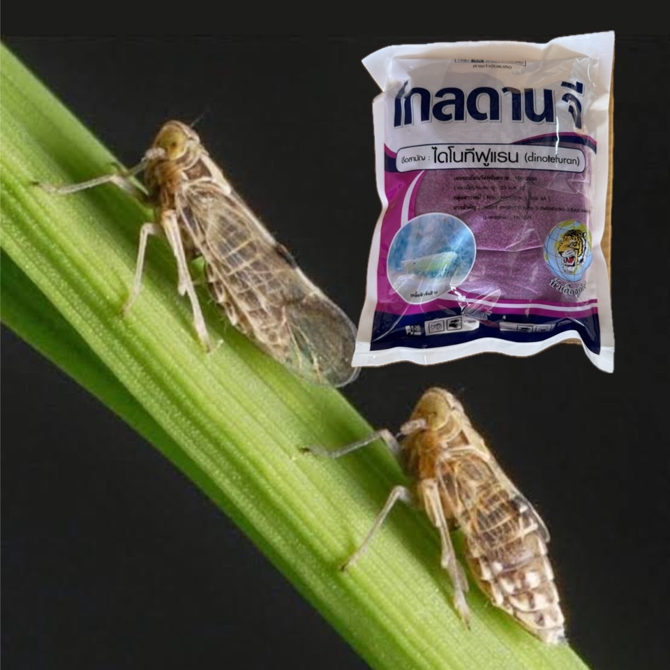 โกลดาน จี (1 กิโลกรัม) ไดโนทีฟูแรน กำจัดแมลงหนอน ด้วงเต่าแตงแดง และแมลงใต้ดิน มด ปลวก ด้วงดิน - รูปที่ 5