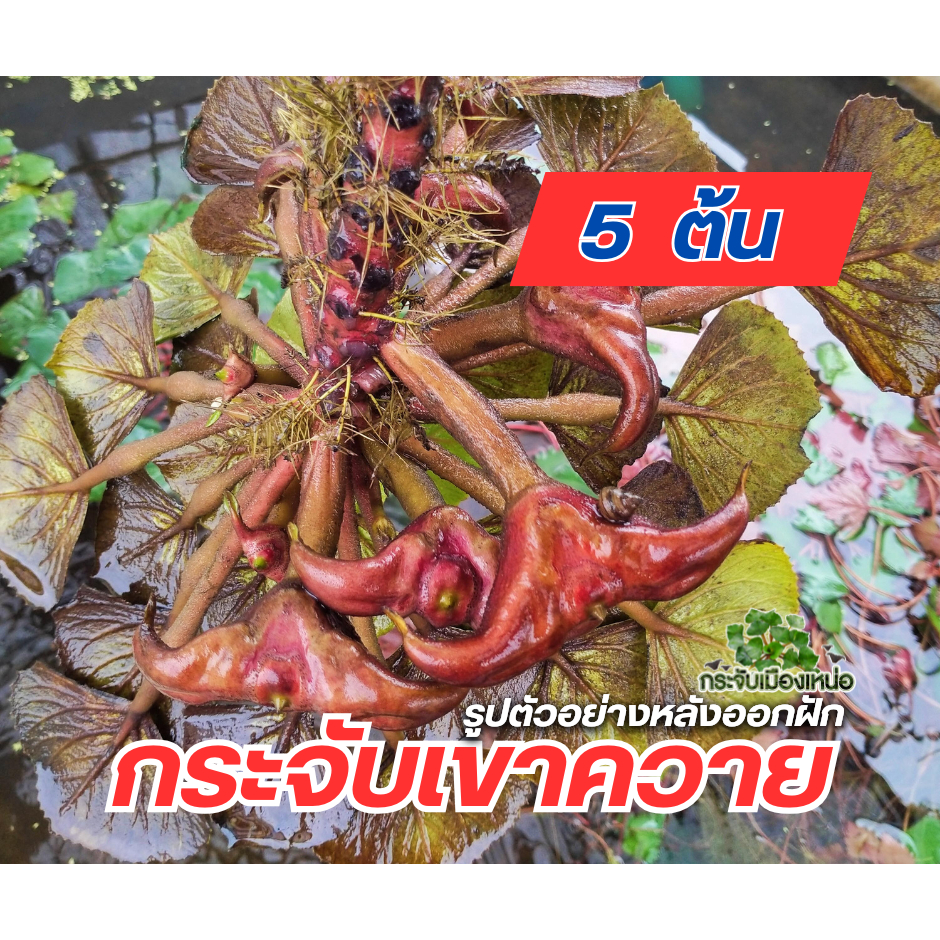 ต้นกระจับเขาควาย 5 ต้น - กระจับเมืองเหน่อ