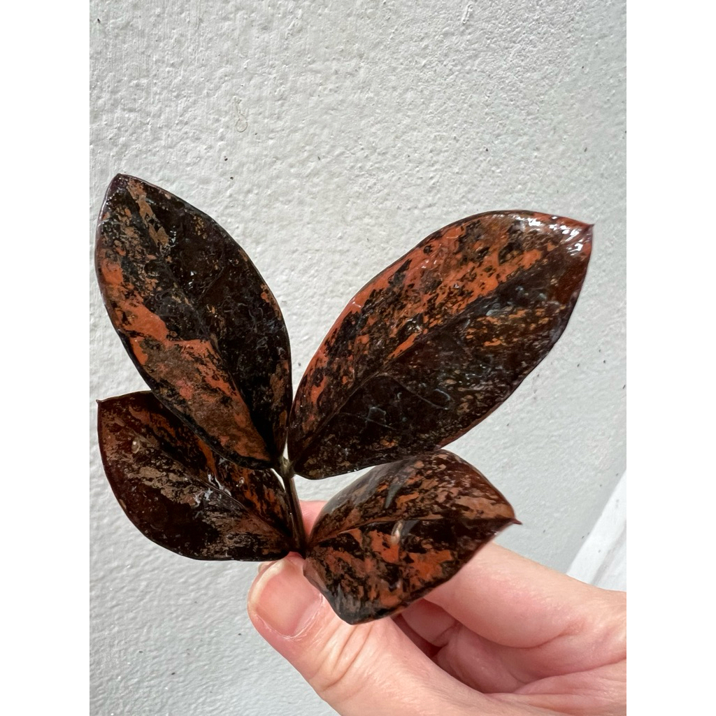 กวักมรกตดำด่างชมพู (ZZ plant variegated)