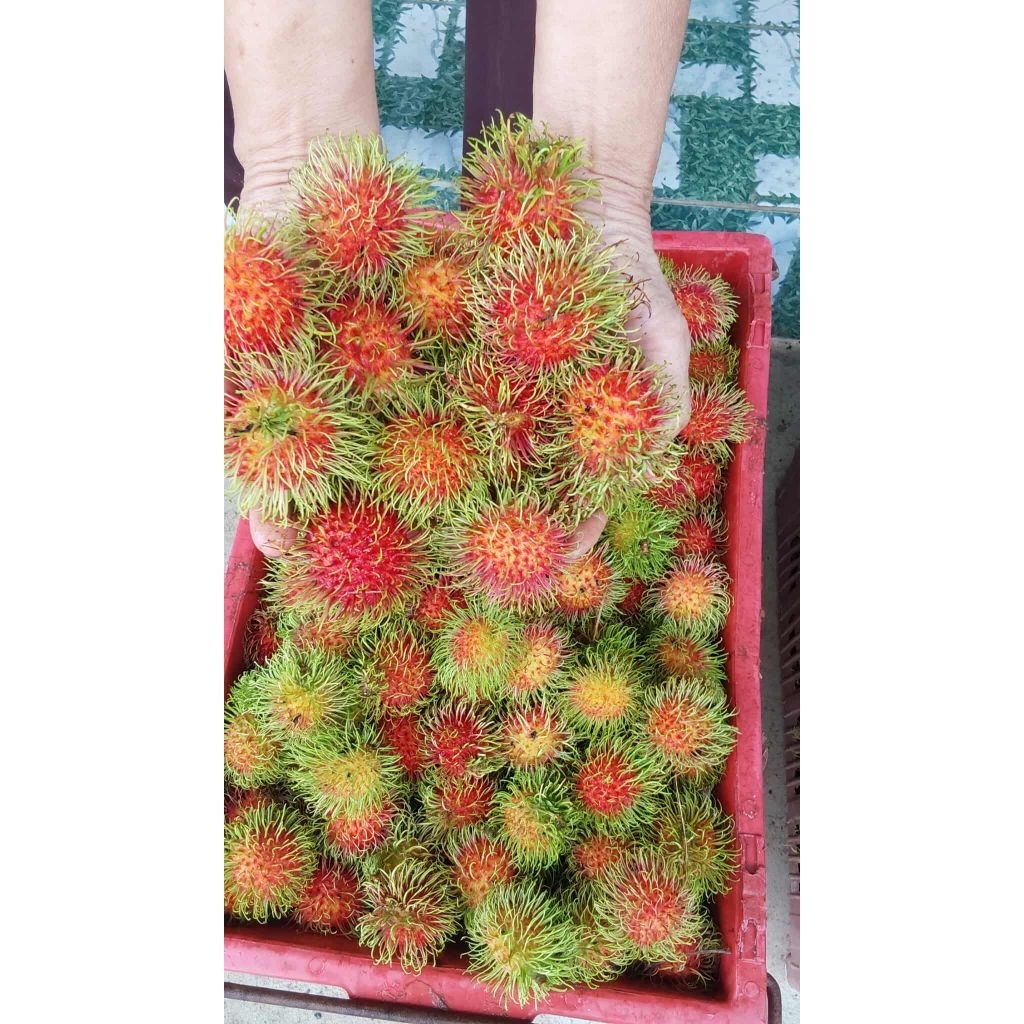 เงาะโรงเรียนหวานล่อน กรอบอร่อย ตรงปก