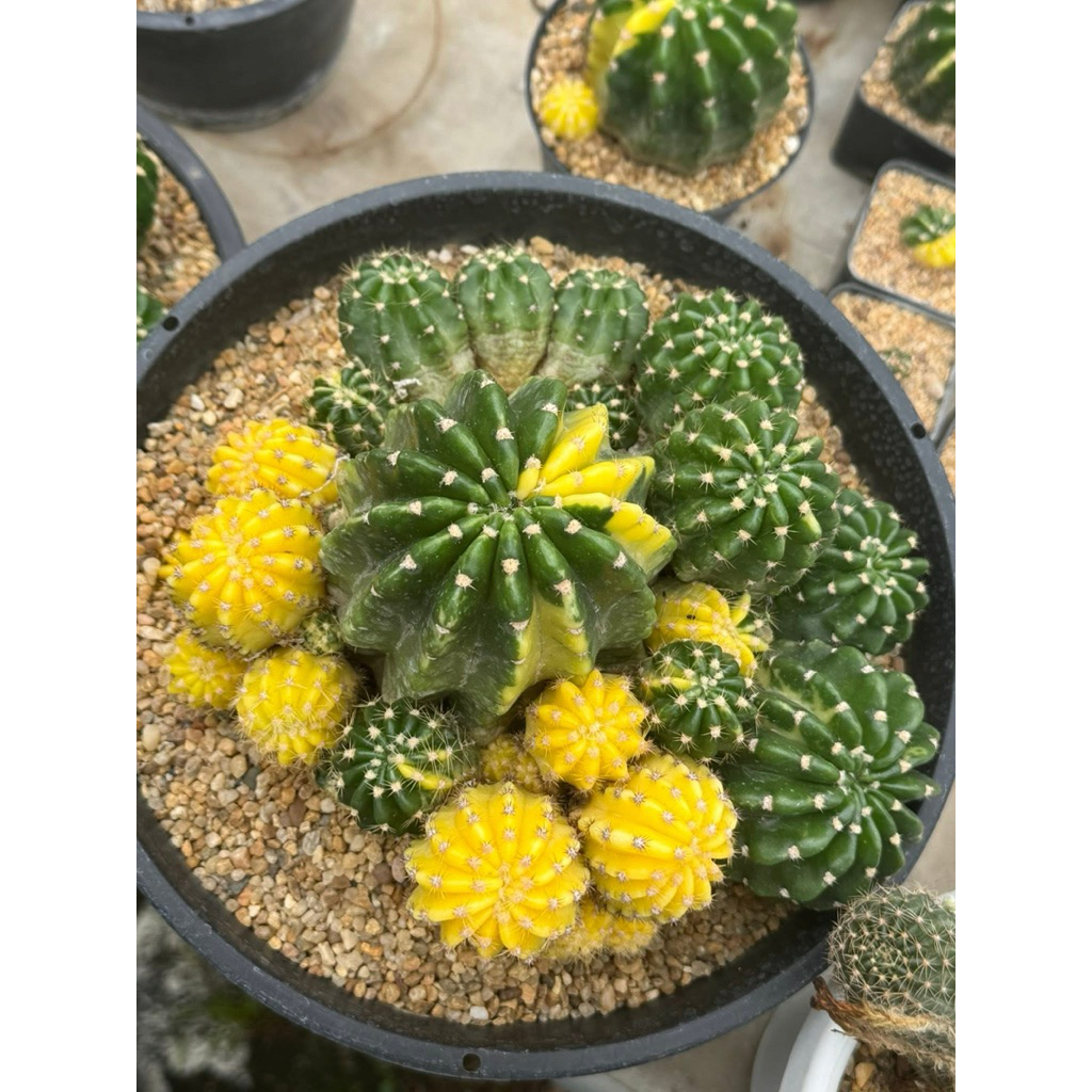 อิชินอปด่างเหลือง กระถาง 3“นิ้ว Echinopsis Variegata cactus กระบองเพชร แคคตัส