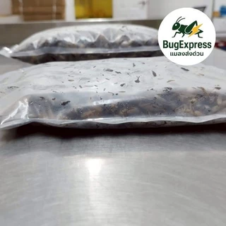 จิ้งหรีดไข่แช่แข็ง 1000​ กรัม ยี่ห้อแมลงส่งด่วน ต้มสุกแล้วแช่แข็ง ไม่ใส่เกลือ