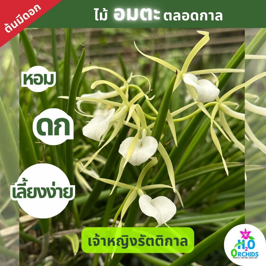 กล้วยไม้ แคทลียาเจ้าหญิงรัตติกาล Brassavola Nodosa หอม ดก เลี้ยงง่าย กอสวย