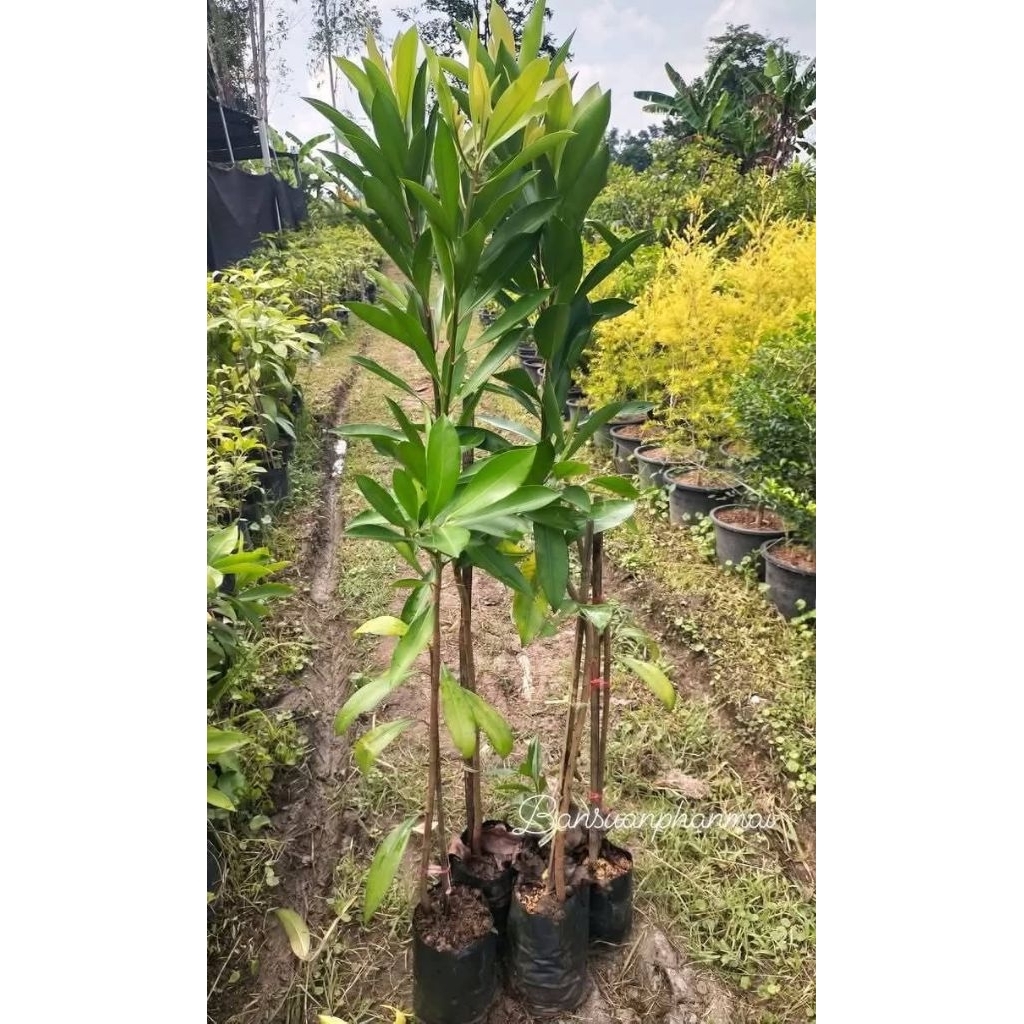ต้นพิลังกาสา ต้นเพาะเมล็ด สูง 90-100 ซม. จัดชุด 2 ต้น