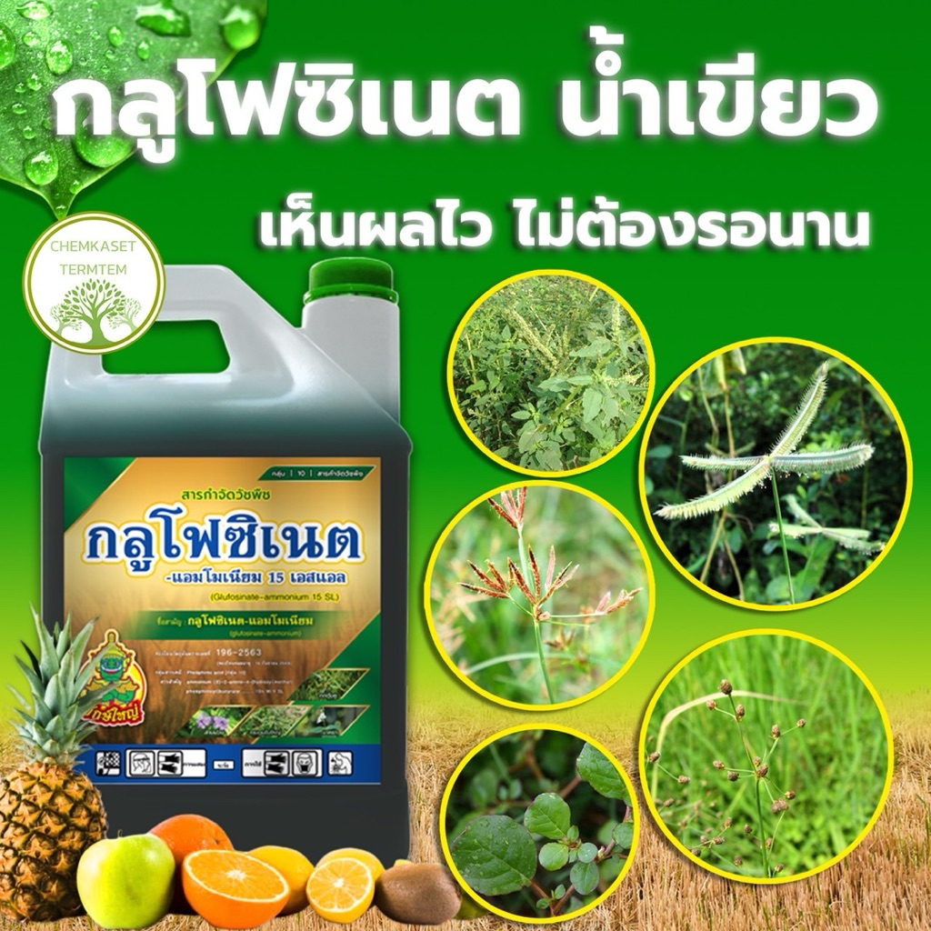 สูตรตายไว น้ำเขียว🌱กลูโฟซิเนต-แอมโมเนียม15% 🌱ตรายักษ์ใหญ่ แอ็กโกร กำจัดวัชพืชทั้งใบแคบและใบกว้าง