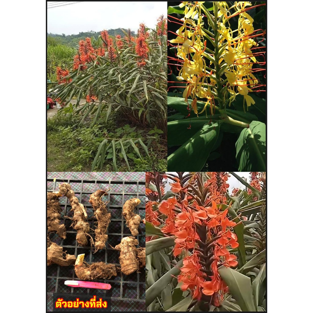 ตาเหินหลวง มหาหงส์พม่า ตาเหินคำหลวง ตาเหินคำ  Hedychium aureum Hedychium stenopetalum สีส้ม สีเหลือง / tikarus