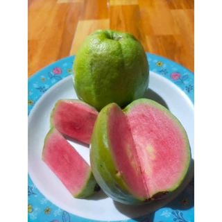 ต้นฝรั่งไส้แดง เฟินหงมี่ (กิ่งตอนชำแล้วพร้อมปลูก ขนาด 60-80 cm.)