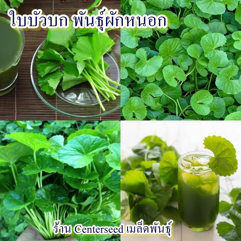 550+ เมล็ด เมล็ดใบบัวบก พันธุ์ผักหนอก (ปลูกง่าย รสชาติขมเย็น ความงอก 70% นิยมกินสดหรือใช้ปั่นคั่นน้ำรับประทาน)