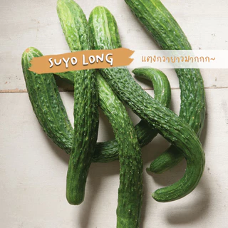 🥒 เมล็ดผักนำเข้า แตงกวา แตงกวายาว แตงกวาญี่ปุ่น Long Cucumber (Organic Seed) ลูกยาว ไม่ตัดต่อพันธุกรรม ปันอินทรีย์
