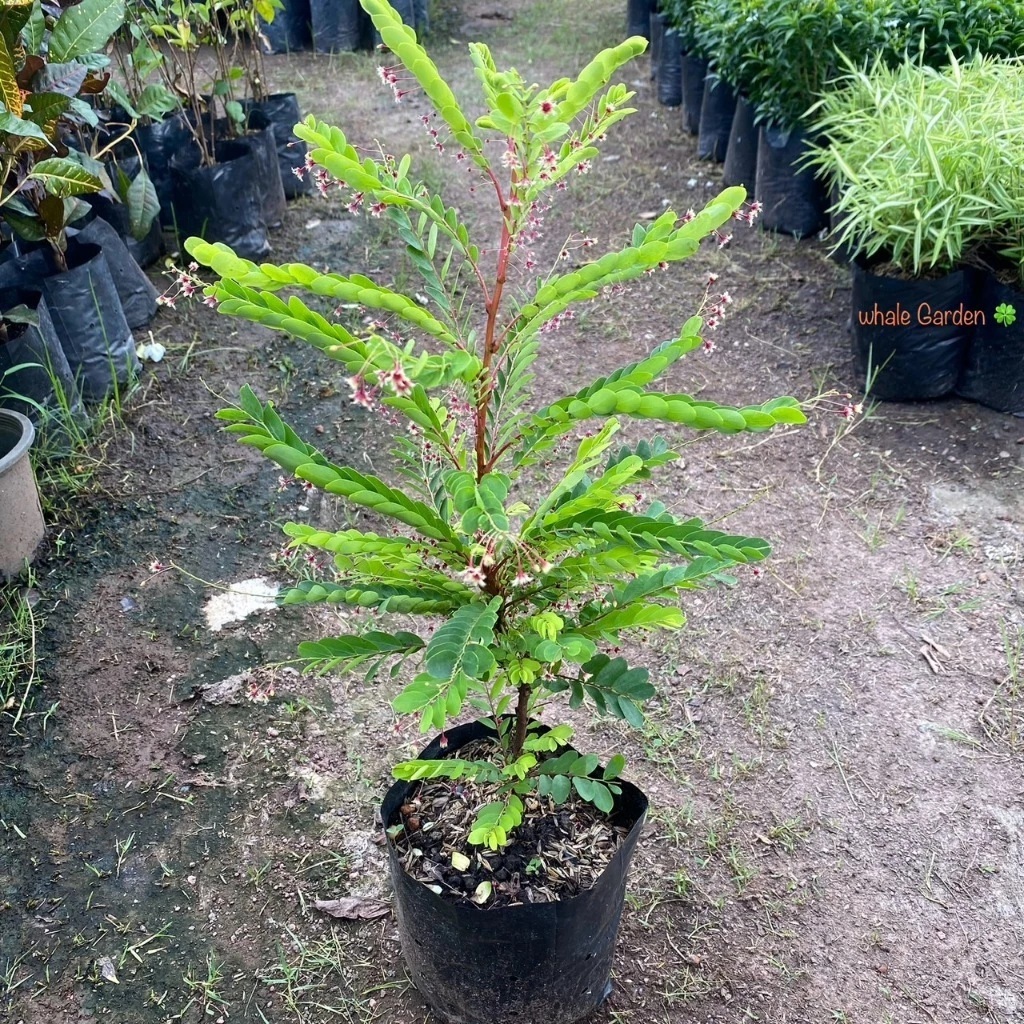 ต้นธรณีสาร ธรณีสาร Phyllanthus pulcher 	ว่านธรณีสาร ไม้พุ่ม มีดอก  (รับประกัน ส่งใหม่ฟรี หากสินค้าเเสียหาย!!)