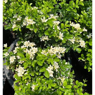 แก้วแคระ แก้วแคระพวงมณี ดอกหอมมาก ต้นกระทัดรัด Dwarf Murraya, Orange Jasmine