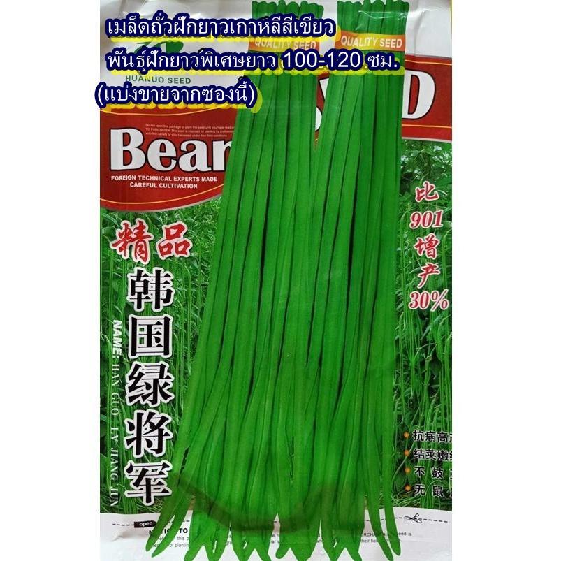 15 เมล็ด เมล็ดถั่วฝักยาวเกาหลีสีเขียว พันธุ์ฝักยาวพิเศษยาว 100-120 ซม. (ฝักยาวมากๆ ฝักยาว 100-120 ซม. ปลูกง่าย หวานกรอบ)