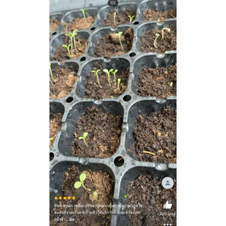 เมล็ดพันธุ์ มะเขือเทศลูกท้อ 50 เมล็ด [ 10แถม2 ]คละได้