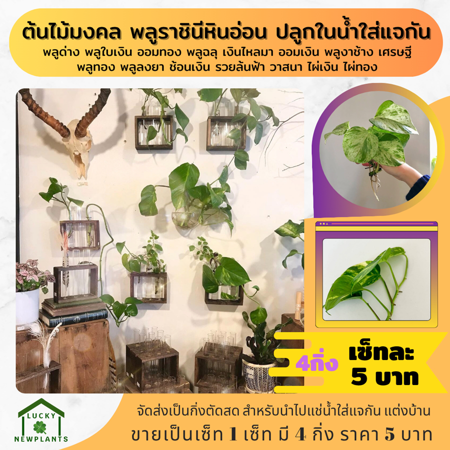 ต้นไม้มงคล ต้นไม้จิ๋ว ไม้ฟอกอากาศ 5 บาท เซ็ทละ 4 กิ่ง รูปที่ 3