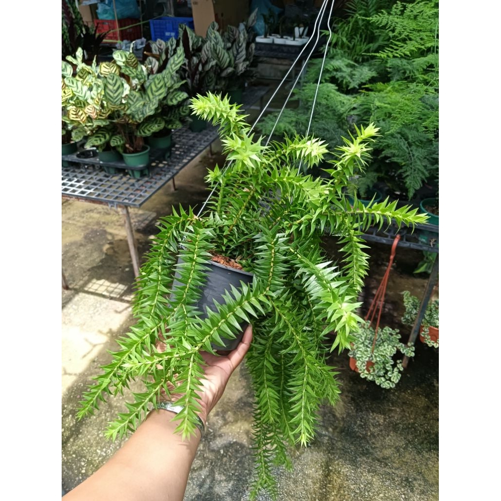เฟิร์นหางกระรอกหรือชื่อภาษาอังกฤษว่า Foxtail Fern (บางครั้งเรียกว่า Asparagus densiflorus 'Myersii' หรือ Myers Fern)