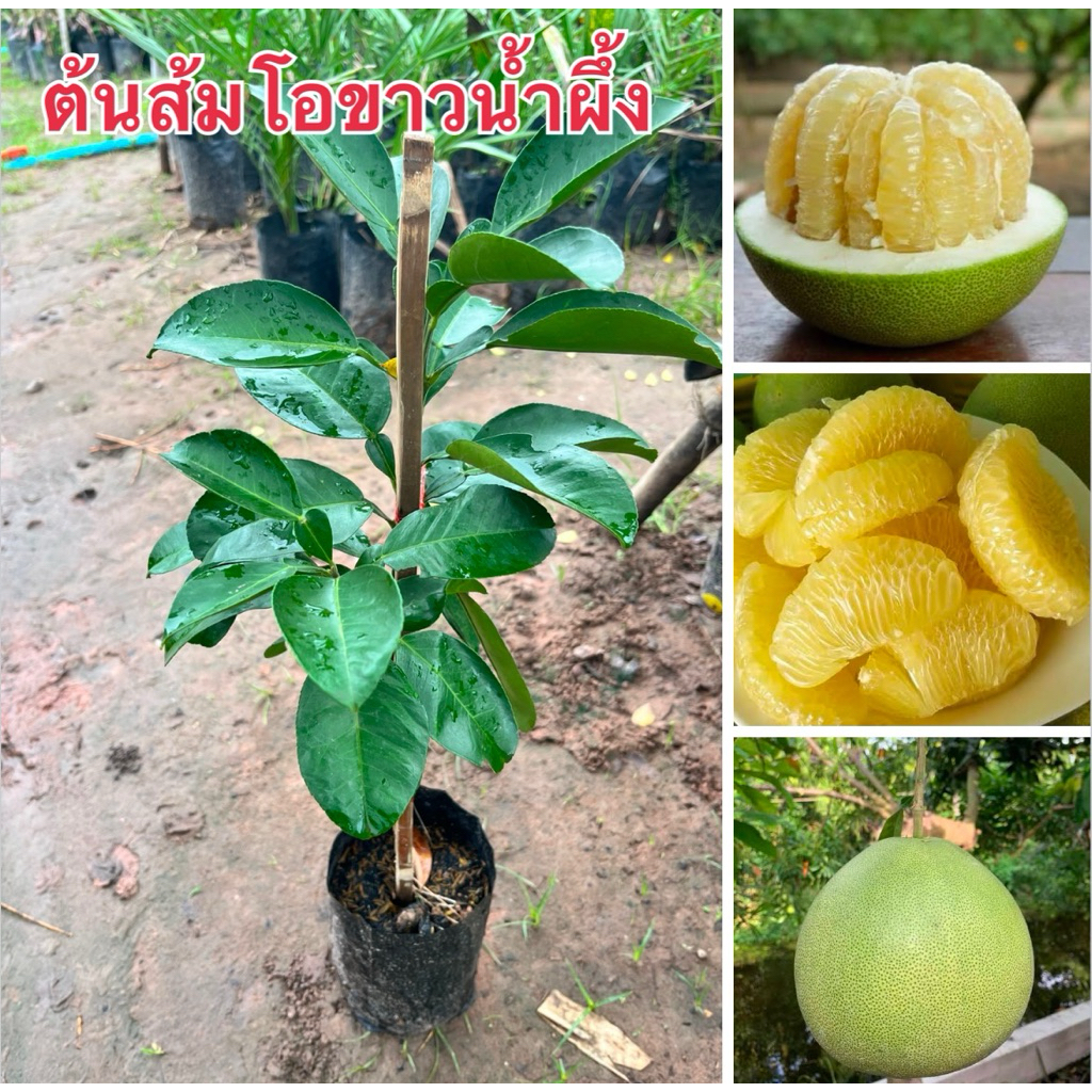 ต้นส้มโอขาวน้ําผึ้ง ถุงใหญ่ พร้อมปลูก ต้นสวยพร้อมส่ง