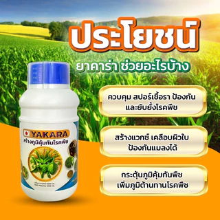 วัคซีนพืชยาคาร่า ขนาด 500 ml ผลมน้ำได้ 1000 ลิตร ป้องกันโรคพืช เชื้อรา ไวรัส แบคทีเรีย แมลง