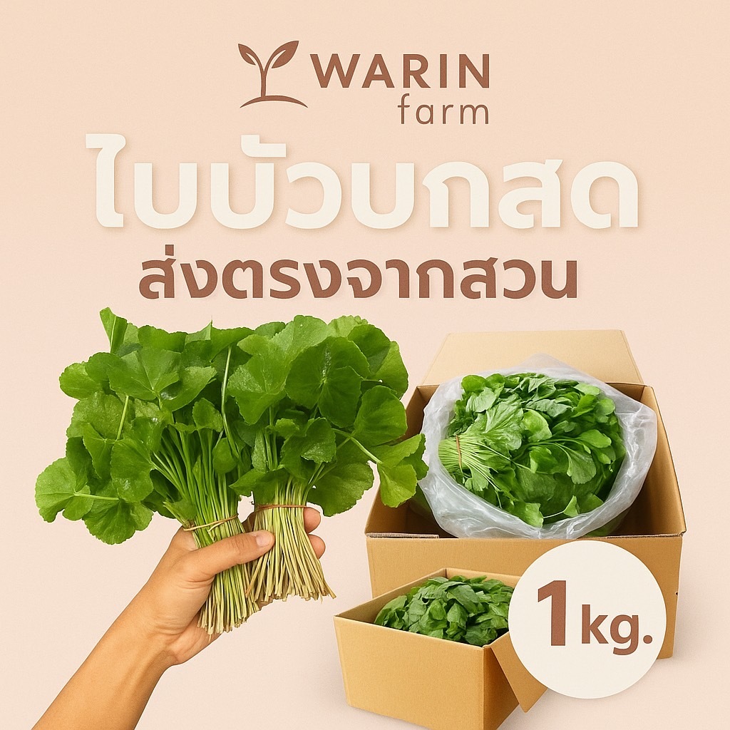 [ส่งทุกวัน]ใบบัวบกสด สะอาด ส่งตรงจากสวน