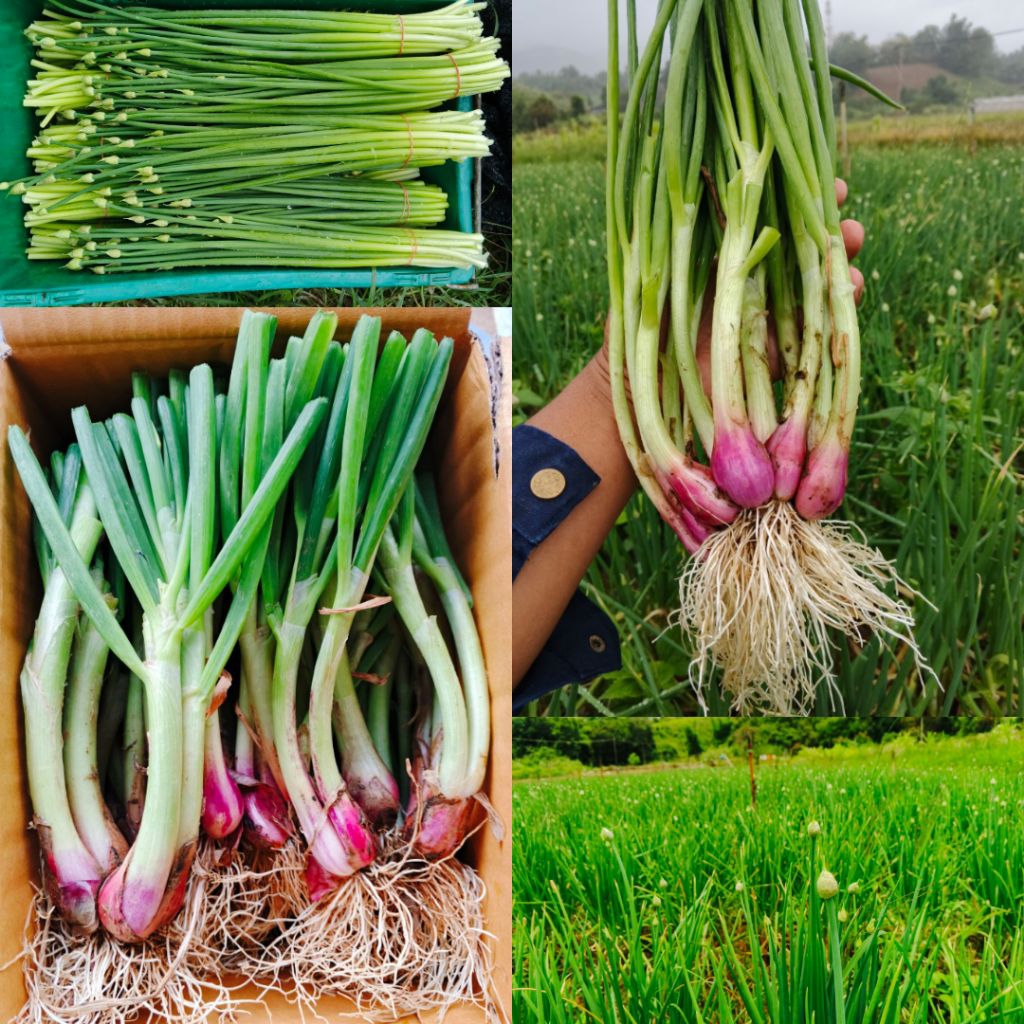 พันธุ์หอมดอก กล้าพันธุ์หอมกินดอก รากแน่นพร้อมปลูก( แถม10ต้น ทุกออเดอร์)