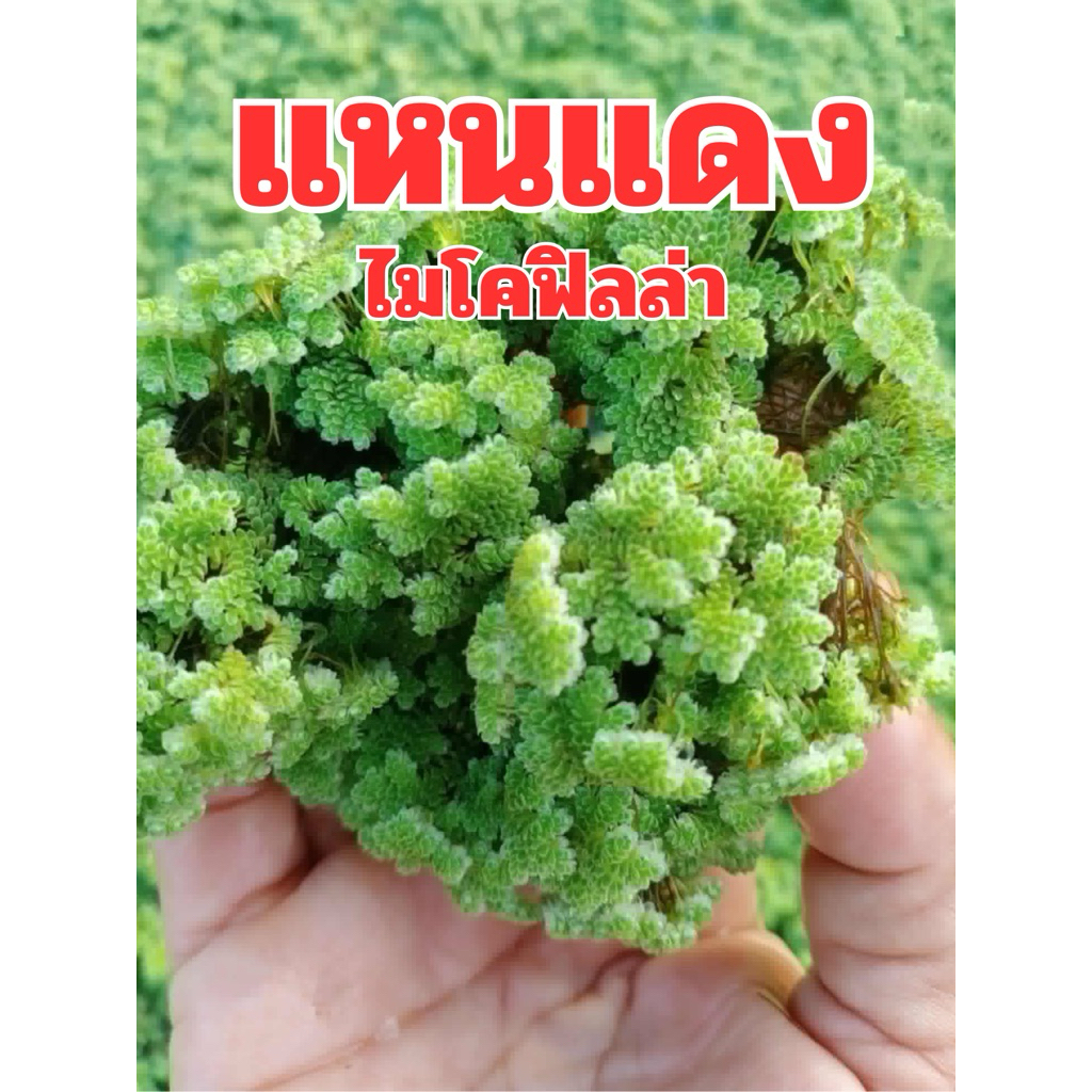 แหนแดงไมโครฟิลล่า คัดพิเศษ ดอกใหญ่ๆ พร้อมขยายพันธุ์