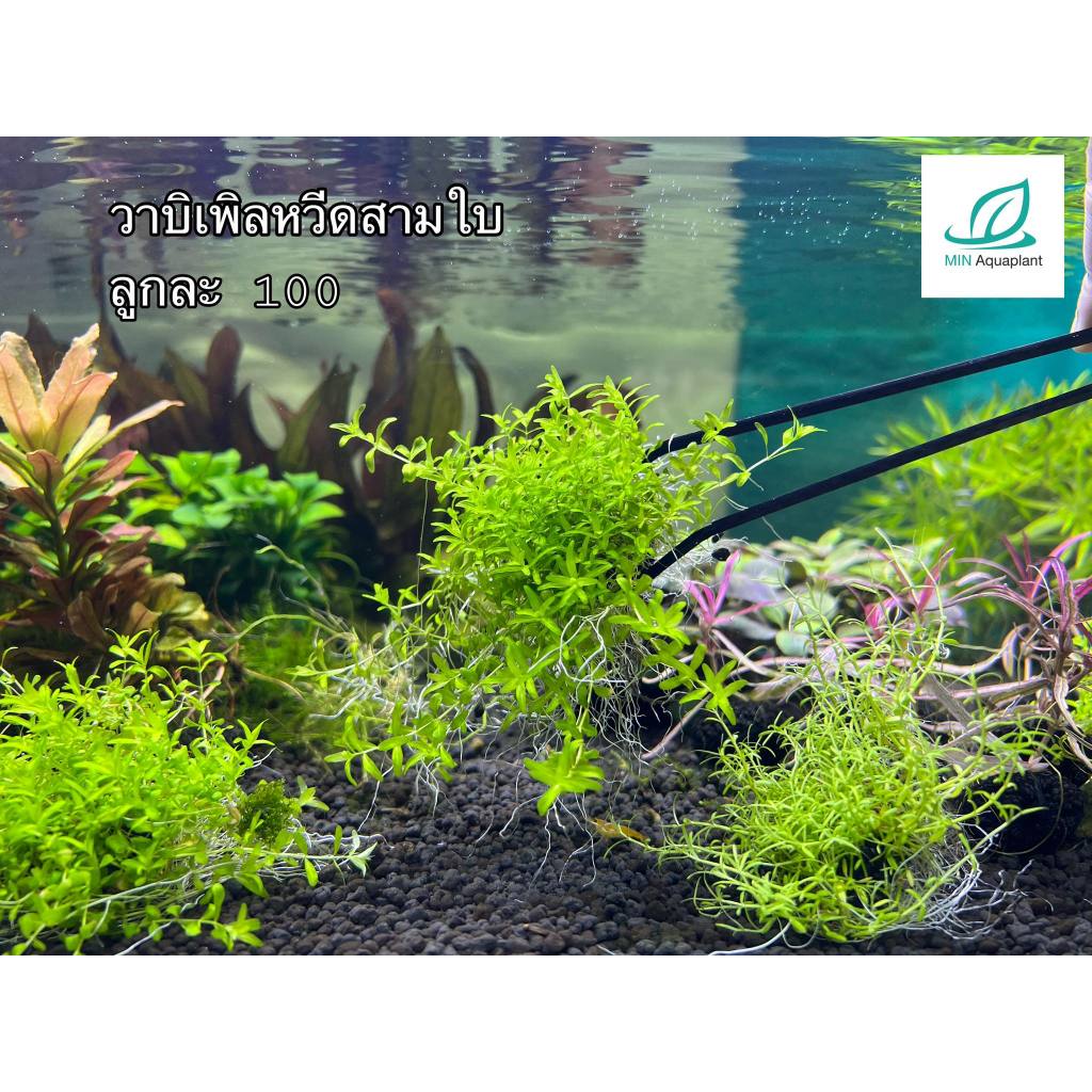 วาบิหวีดสามใบ พร้อมวางปลูก เลี้ยงง่าย ไม่มีCo2เลี้ยงได้ ต้นไม้น้ำ