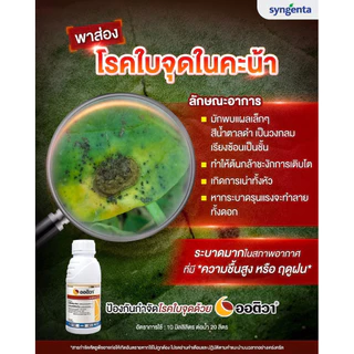 ออติวา (ไดฟีโนโคนาโซล+อะซอกซีสโตรบิน) *ขนาด 500 ซีซี ป้องกันกำจัดโรคพืชในผัก ผลไม้ และนาข้าว