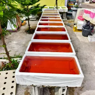 พร้อมส่ง ถุงรองกล่องกุ้ง แบบหนาพิเศษ