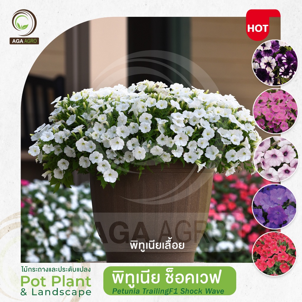 AGA AGRO I "พิทูเนีย ช็อคเวฟ" พันธุ์เลื้อยดอกเล็ก ทนร้อน-50&100เมล็ด-Petunia Shock Wave