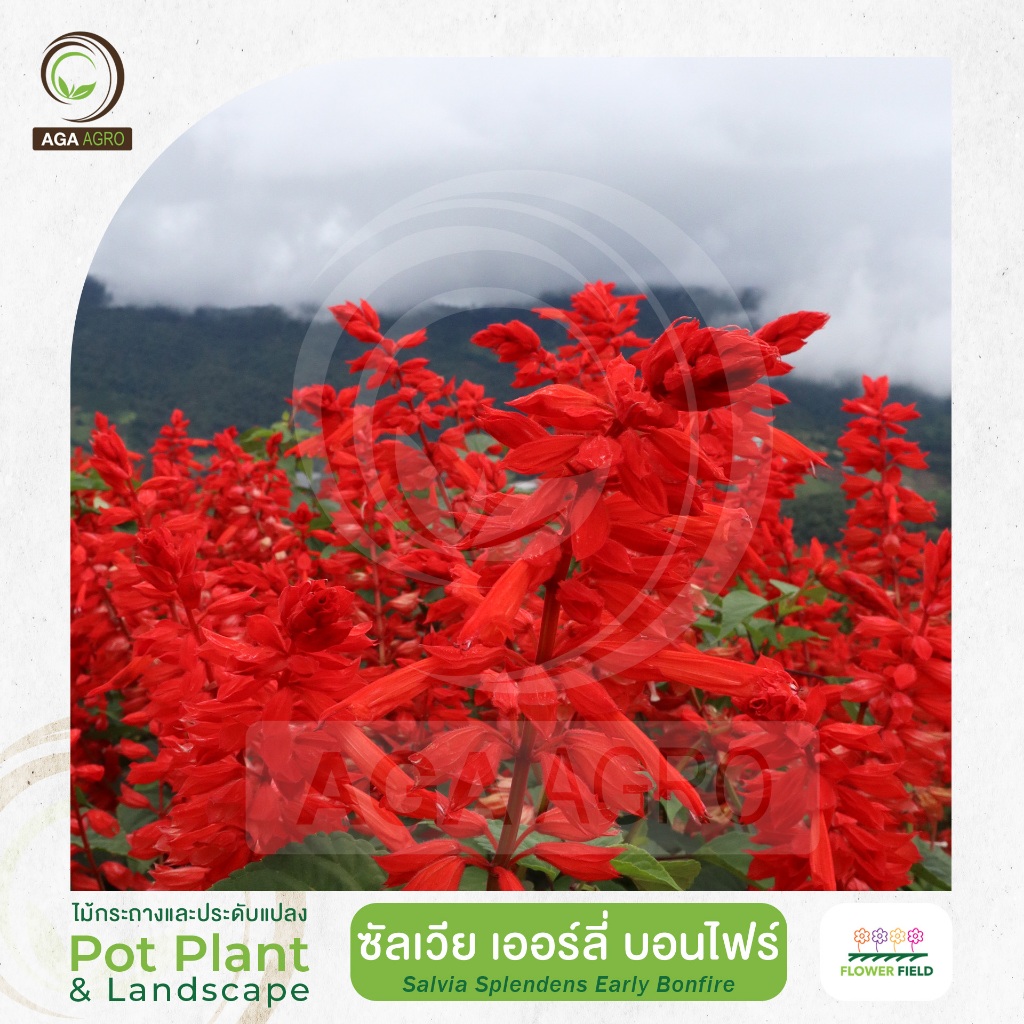 AGA AGRO I "ซัลเวียแดง เออร์ลี่ บอนไฟร์" พุ่มใหญ่แน่น ใบเขียวเข้มรูปหัวใจ-นิยมปลูกเป็นทุ่งดอกไม้-100เมล็ด-Salvia Early