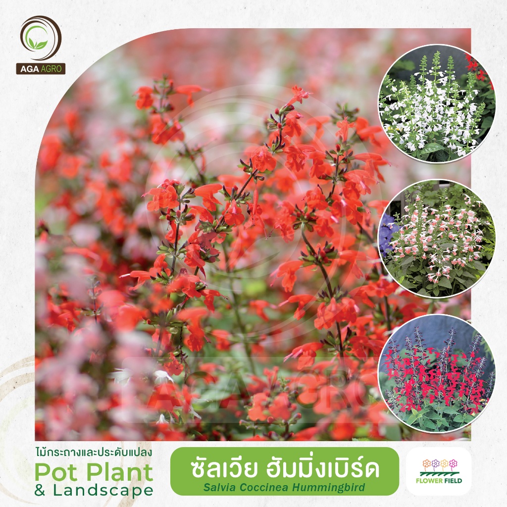 AGA AGRO I "ซัลเวีย ฮัมมิ่งเบิร์ด" ช่อดอกยาวตลอดก้าน คล้ายนกฮัมมิ้งเบิร์ด-100เมล็ด-Salvia Hummingbird