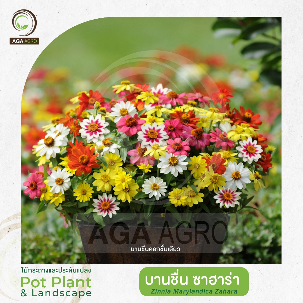 AGA AGRO I "บานชื่น ซาฮาร่า" ดอกชั้นเดียว ทนร้อนได้ดี ดอกดก-100เมล็ด-Zinnia Zahara