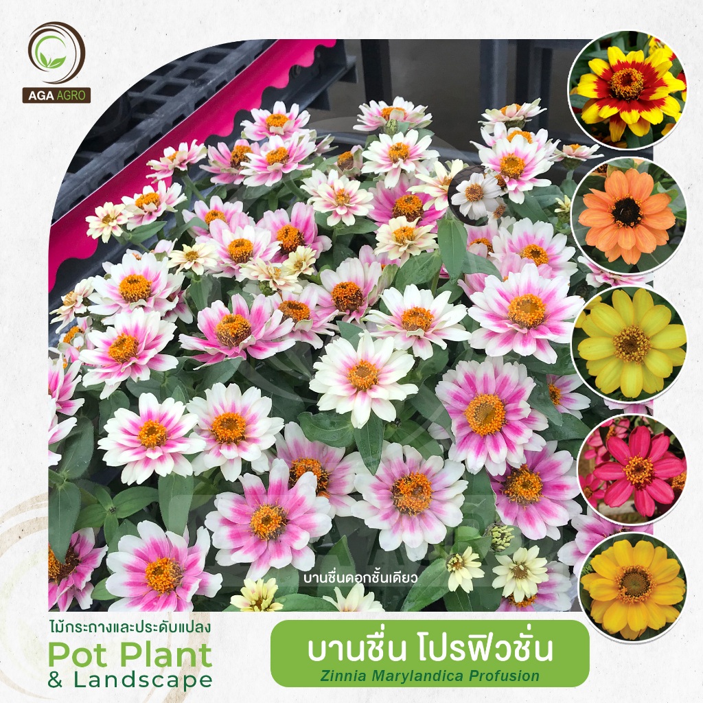 AGA AGRO I "บานชื่น  โปรฟิวชั่น" ดอกชั้นเดียว ทนร้อน ออกดอกเร็ว-100เมล็ด-Zinnia Profusion