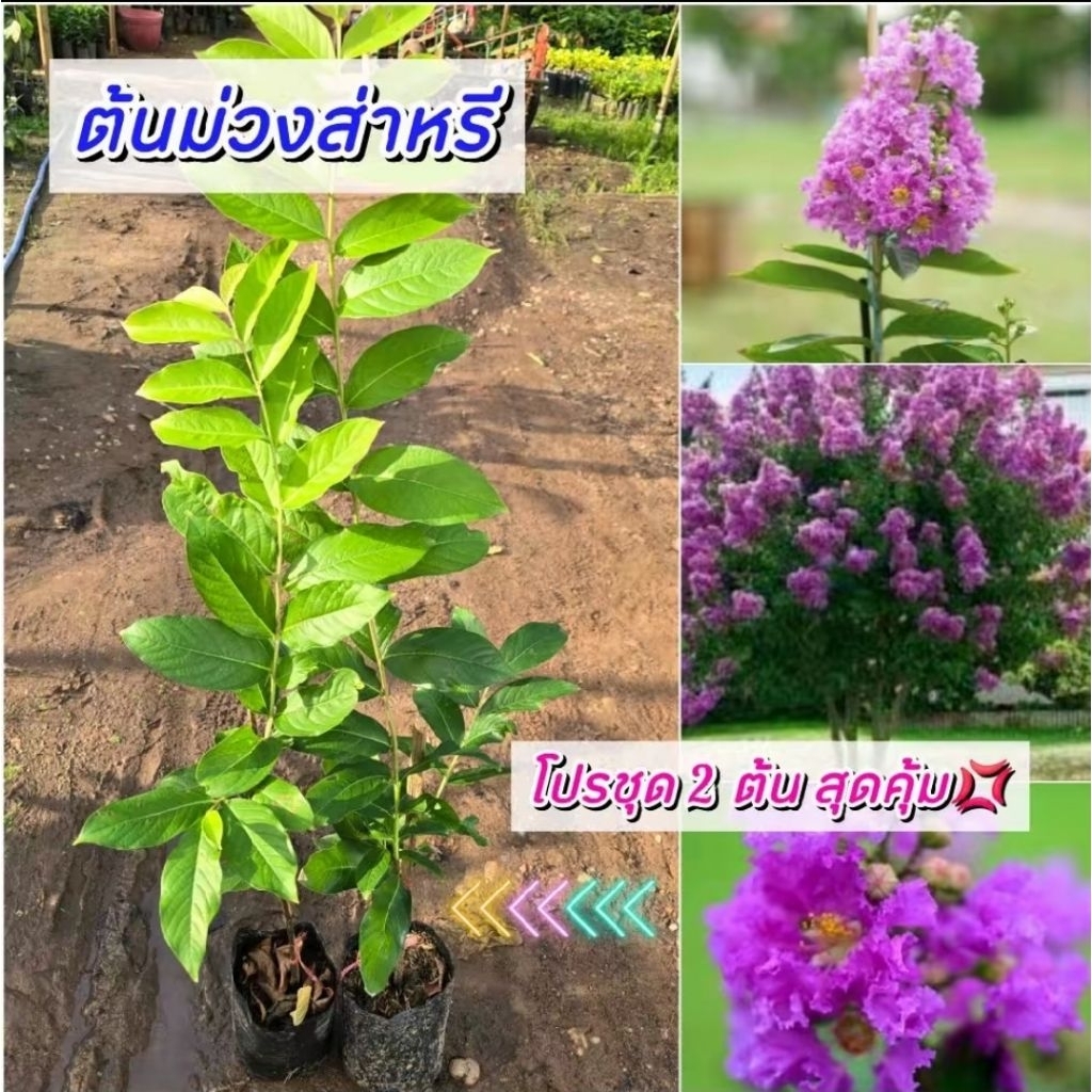 ต้นม่วงส่าหรี (ชุด 2 ต้น) สุดคุ้ม!! ไม้มงคลปลูกเสริมบารมี