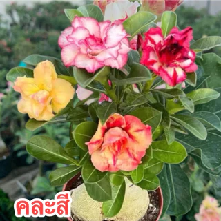 ชวนชมสายนำเข้า💥 ชวนชม ##สีแฟนซีคละสี##จัดส่งแบบถอดกระถาง