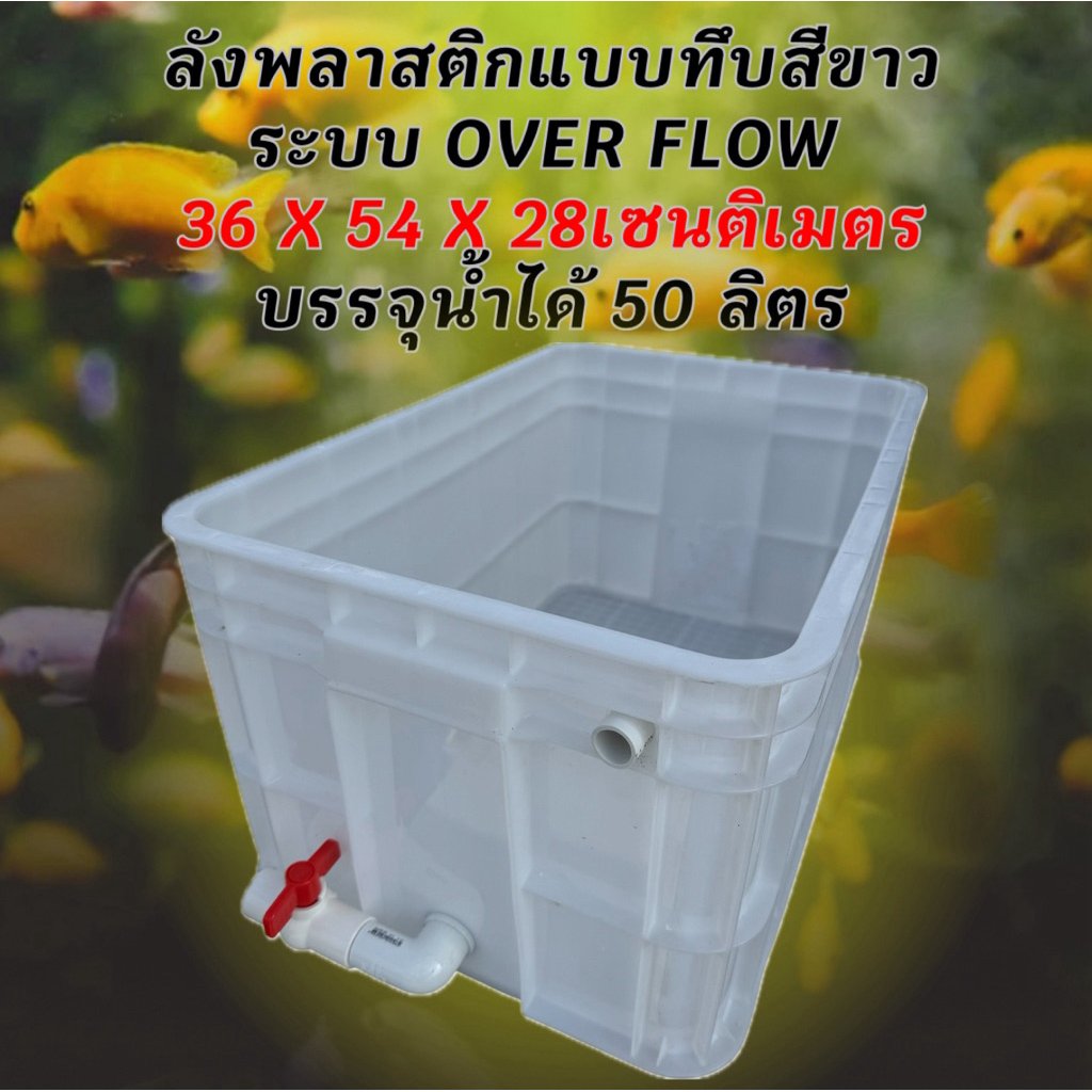 ลังพลาสติกแบบทึบสีขาว overflow ระบบวาวล์ปิดเปิดน้ำได้ อ่างเลี้ยงปลา อ่างเลี้ยงปลา กะบะปลา อ่างปลาบอลลูน อ่างปลาเมกาดะ