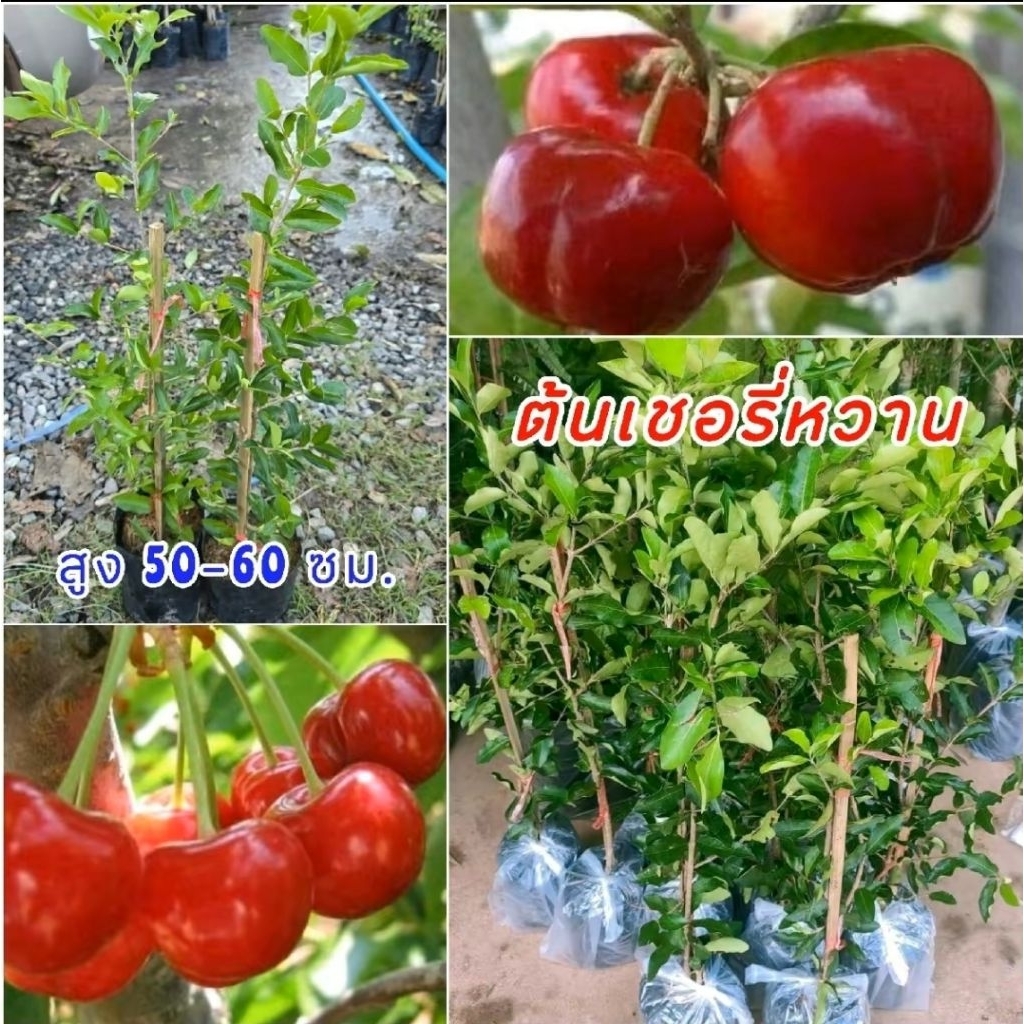 เชอรี่หวานพันธุ์มานัว (กิ่งตอน) สูง 50-80 ซม.