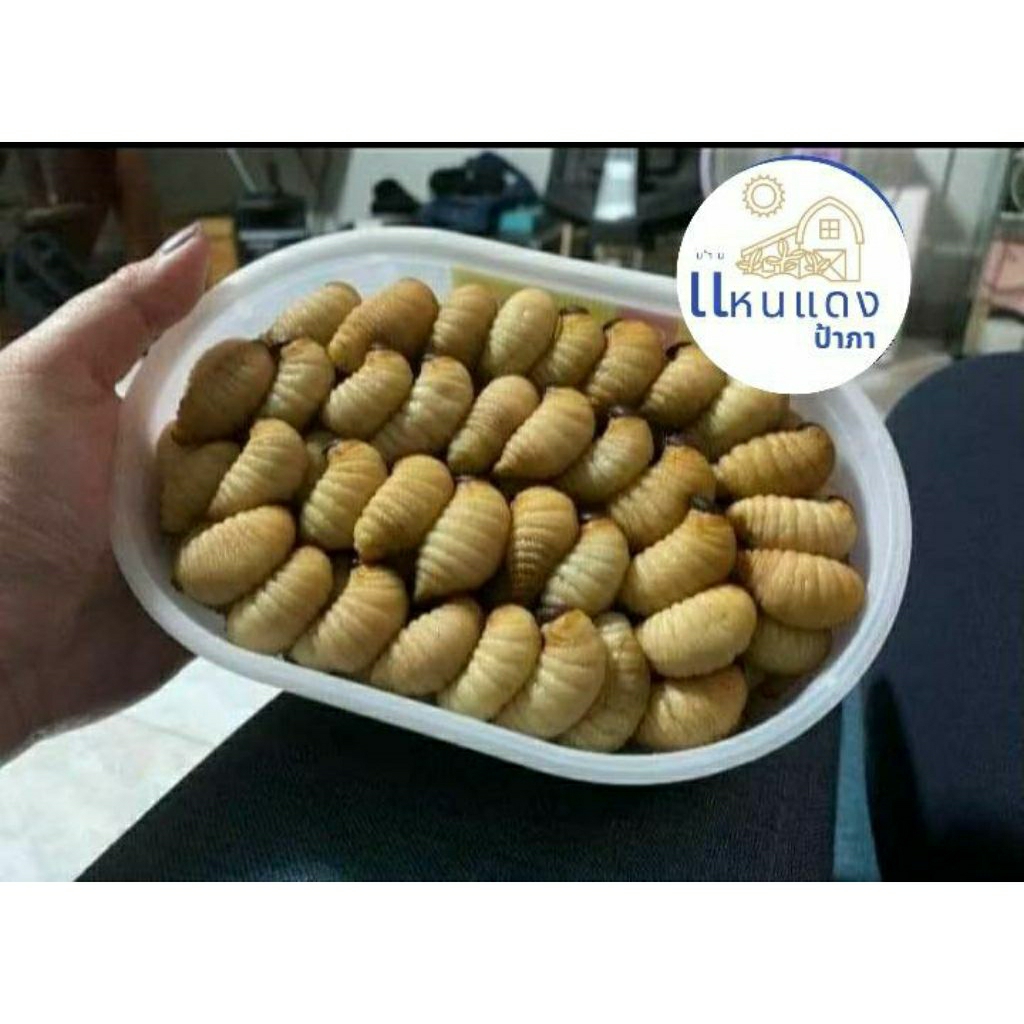 ด้วงสาคูต้มฟรีซหรือด้วงมะพร้าวขนาด500กรัม