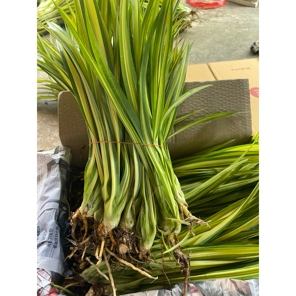 พันธุ์เตยด่างต้นละ 2.50 มีรากพร้อมปลูก