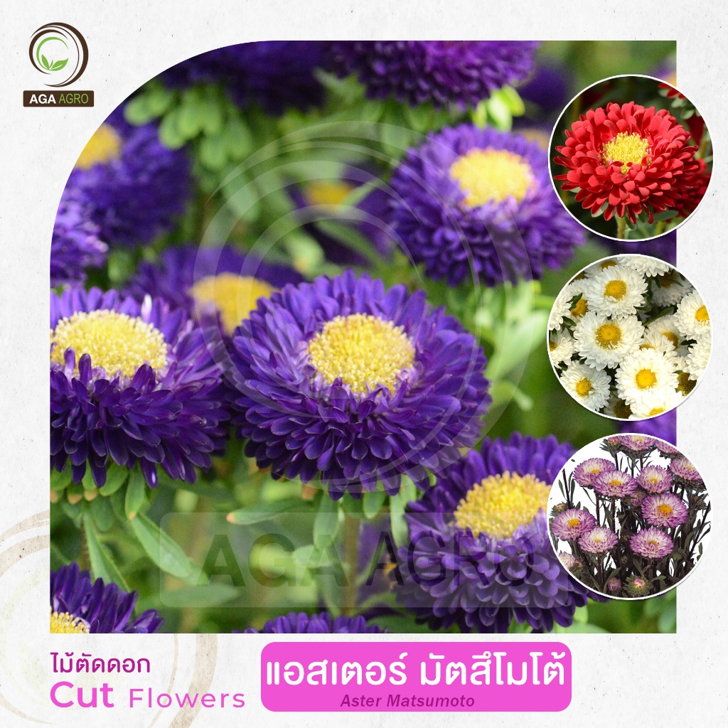 AGA AGRO I "แอสเตอร์ มัตสึโมโต้" ใจกลางดอกสีเหลือง กลีบดอกสีสด-100เมล็ด-Aster Matsumoto